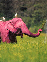 Pink elephant